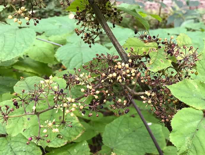 image of Aralia racemosa, Spikenard, Hungry-root