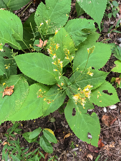 Collinsonia canadensis, Northern Horsebalm, Citronella, Canada Stoneroot, Canada Horsebalm