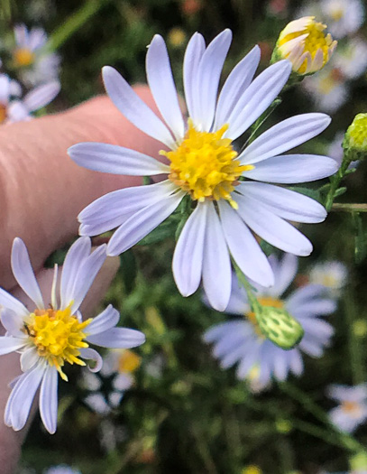 image of Symphyotrichum dumosum var. dumosum, Bushy Aster, Long-stalked Aster, Rice Button Aster