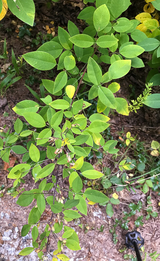 image of Lespedeza bicolor, Bicolor Lespedeza, Bicolor, Shrubby Lespedeza