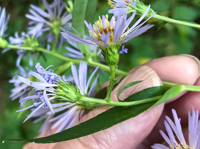 image of Symphyotrichum puniceum var. puniceum, Purplestem Aster, Swamp Aster