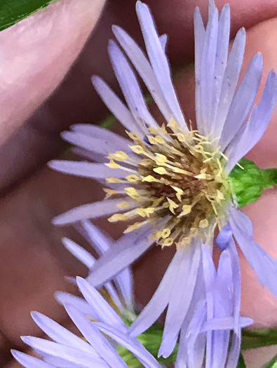 image of Symphyotrichum puniceum var. puniceum, Purplestem Aster, Swamp Aster