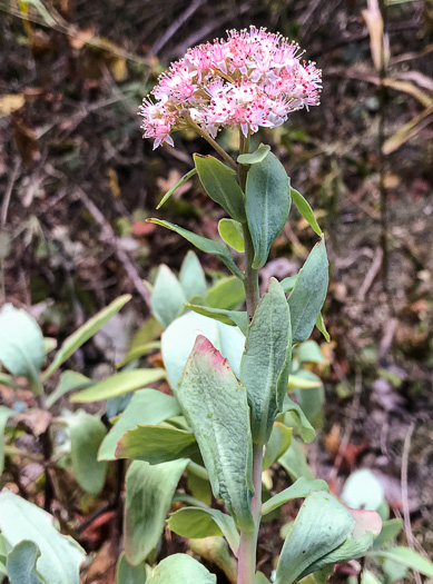 image of Hylotelephium telephioides, Allegheny Live-forever, Cliff Orpine, Allegheny Stonecrop