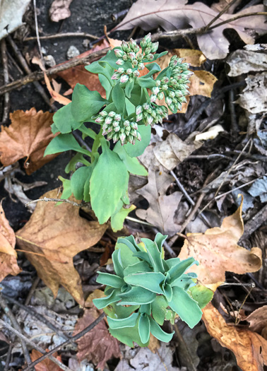 image of Hylotelephium telephioides, Allegheny Live-forever, Cliff Orpine, Allegheny Stonecrop