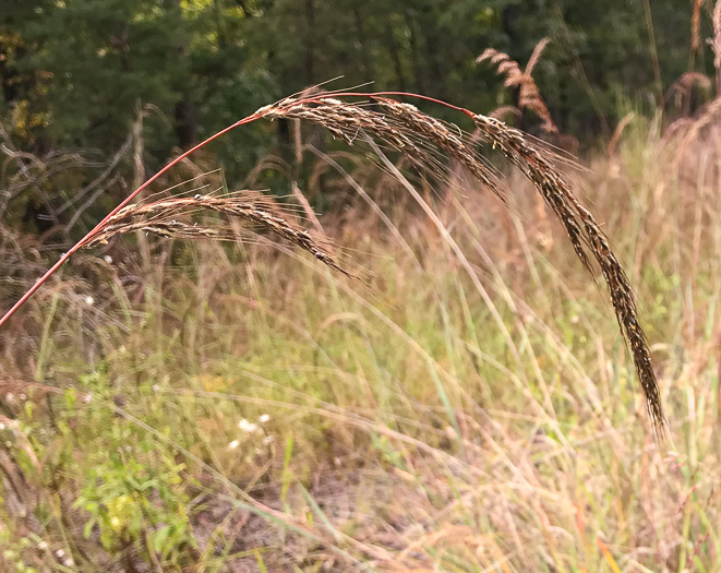 image of Sorghastrum elliottii, Elliot's Indiangrass, Slender Indiangrass, Nodding Indiangrass