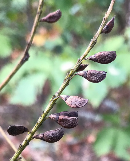 image of Amorpha glabra, Mountain Indigo-bush, Appalachian Indigo-bush, Mountain Indigo, Mountain False Indigo