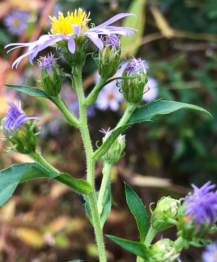 image of Symphyotrichum puniceum var. puniceum, Purplestem Aster, Swamp Aster