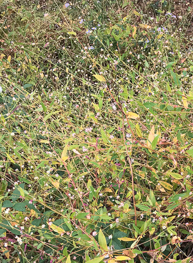 image of Persicaria sagittata, Arrowleaf Tearthumb, Arrowvine, Scratch-grass