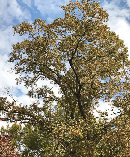 image of Quercus falcata, Southern Red Oak, Spanish Oak