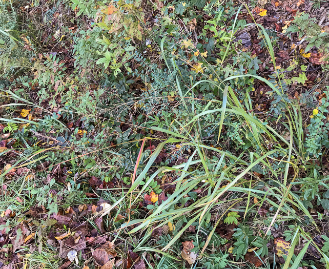 image of Coleataenia anceps ssp. anceps, Beaked Panicum, Beaked Panicgrass