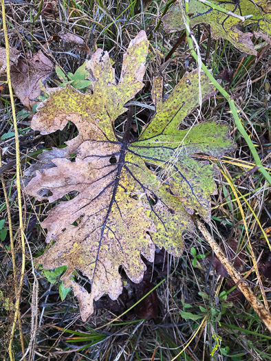 image of Silphium compositum var. compositum, Carolina Rosinweed, Compassplant, Rhubarb-leaved Rosinweed