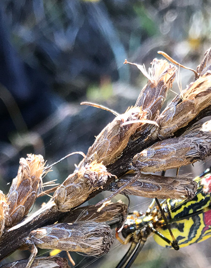 image of Liatris spicata, Dense Blazing-star, Mountain Blazing-star, Florist's Gayfeather, Dense Gayfeather