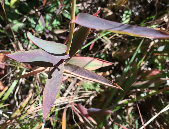 image of Gymnopogon ambiguus, Eastern Skeletongrass, Eastern Beardgrass, Bearded Skeletongrass, Broadleaf Beardgrass