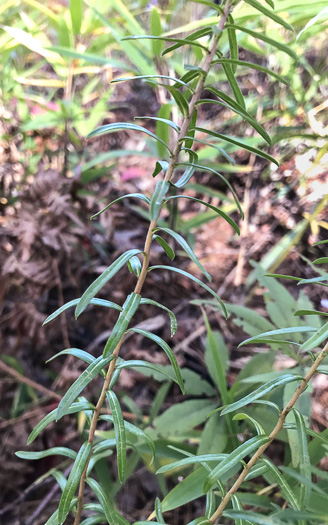 image of Ionactis linariifolia, Stiffleaf Aster, Flaxleaf Aster, Spruce Aster