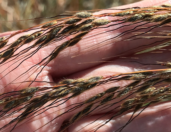 Sorghastrum elliottii, Elliot's Indiangrass, Slender Indiangrass, Nodding Indiangrass