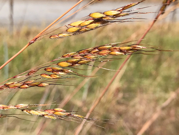 Sorghastrum nutans, Yellow Indiangrass, Prairie Indiangrass