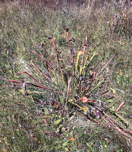 image of Sarracenia jonesii, Mountain Sweet Pitcherplant