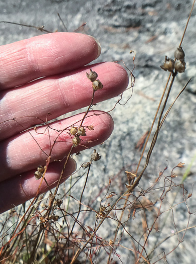 image of Drosera rotundifolia, Roundleaf Sundew