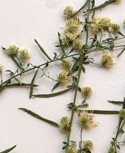 image of Symphyotrichum racemosum var. subdumosum, Small White Oldfield Aster