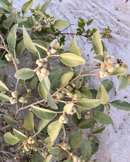 image of Croton punctatus, Silverleaf Croton, Gulf Croton, Beach-tea