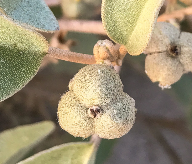 image of Croton punctatus, Silverleaf Croton, Gulf Croton, Beach-tea