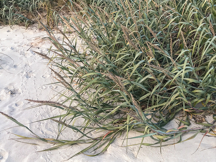 Seaside Panicum