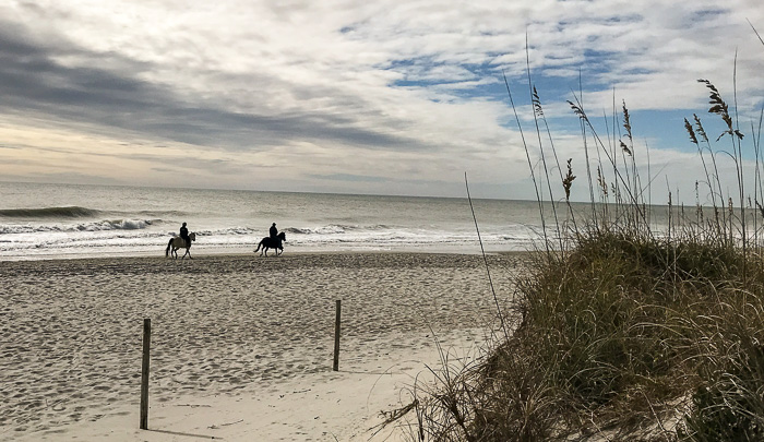 image of Uniola paniculata, Sea Oats