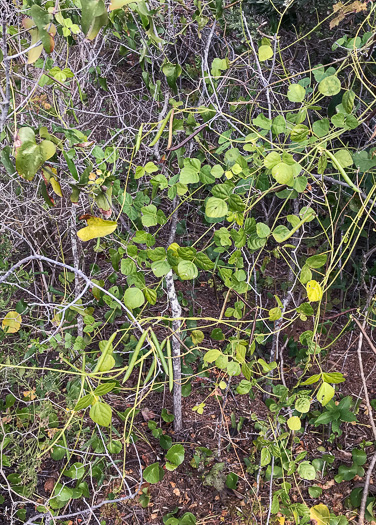 image of Strophostyles helvola, Annual Sand Bean, Beach Pea, Trailing Wild Bean, Trailing Fuzzy-Bean