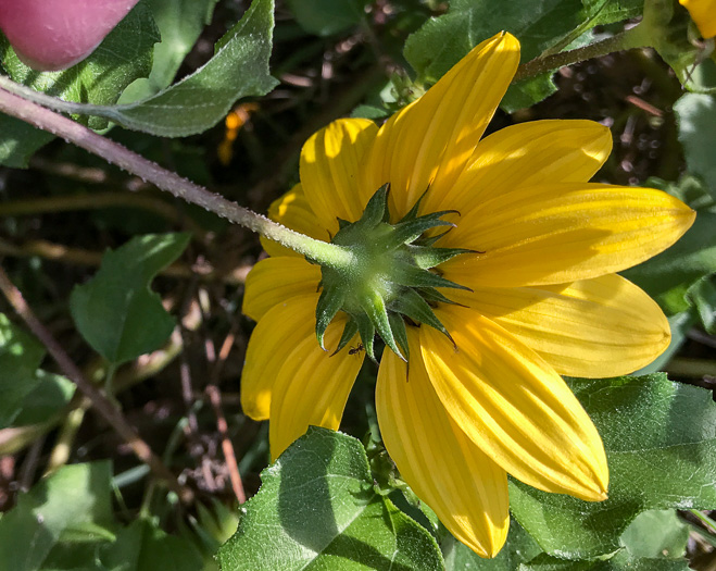 image of Helianthus debilis ssp. debilis, East Florida Beach Sunflower