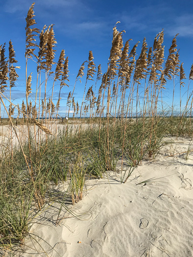 image of Uniola paniculata, Sea Oats