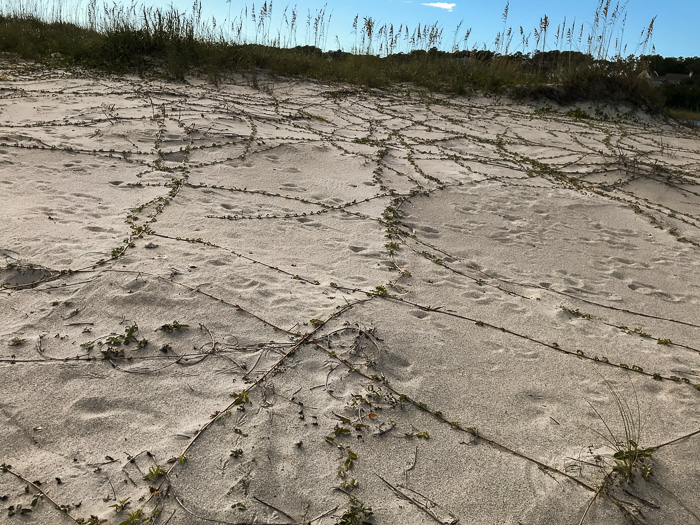 image of Ipomoea imperati, Fiddleleaf Morning Glory, Beach Morning Glory