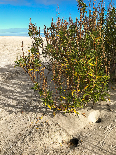 image of Iva imbricata, Seashore Elder, Dune Marsh-elder, Seacoast Marsh-elder