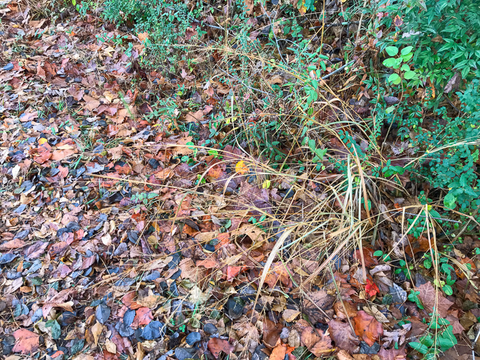 image of Coleataenia anceps ssp. anceps, Beaked Panicum, Beaked Panicgrass
