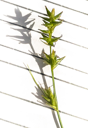 image of Carex texensis, Texas Sedge