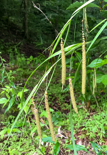 image of Carex crinita var. brevicrinis, Short-fringed Sedge