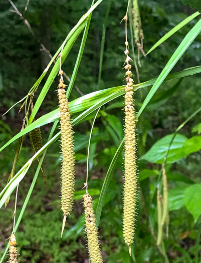 image of Carex crinita var. brevicrinis, Short-fringed Sedge