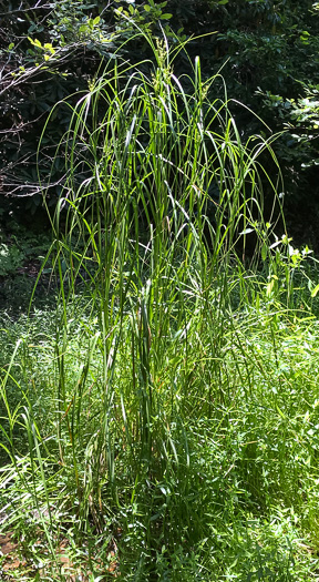 image of Scirpus cyperinus, Woolgrass Bulrush, Marsh Bulrush, Woolly Bulrush