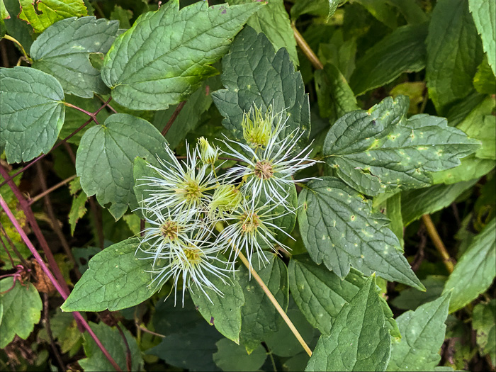 image of Clematis virginiana, Virgin's Bower