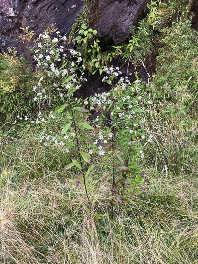 image of Symphyotrichum puniceum var. puniceum, Purplestem Aster, Swamp Aster