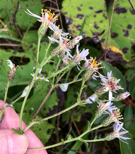 image of Eurybia macrophylla, Large-leaf Aster, Bigleaf Aster