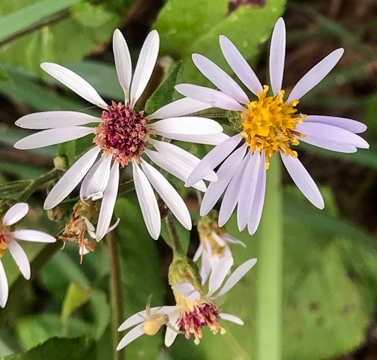image of Eurybia macrophylla, Large-leaf Aster, Bigleaf Aster