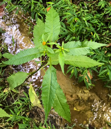 image of Bidens connata, Purplestem Beggarticks