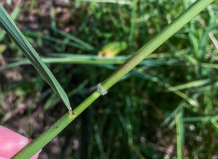 image of Leersia oryzoides, Rice Cutgrass