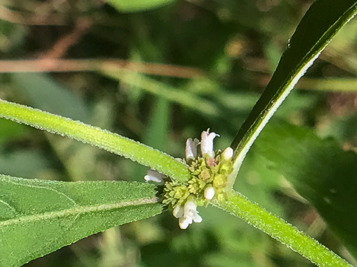 image of Lycopus virginicus, Virginia Bugleweed, Virginia water horehound