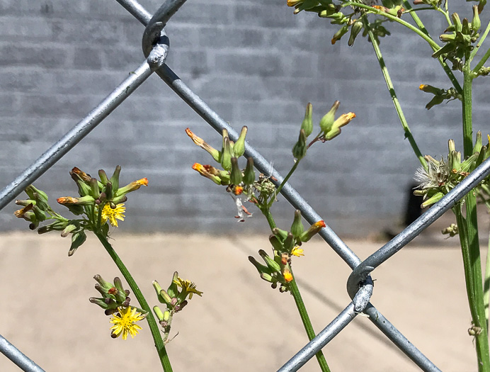 image of Youngia japonica, Asiatic Hawksbeard, Youngia, Japanese Crepis, Oriental False Hawksbeard