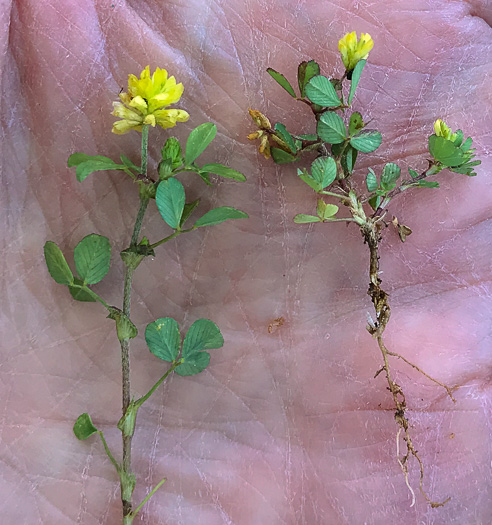 image of Trifolium dubium, Least Hop Clover, Low Hop Clover, Suckling Clover, Little Hop Clover