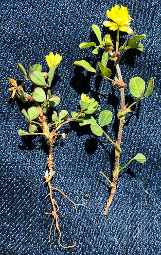 image of Trifolium dubium, Least Hop Clover, Low Hop Clover, Suckling Clover, Little Hop Clover