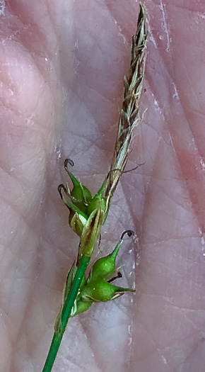 image of Carex austrolucorum, Appalachian Woodland Sedge