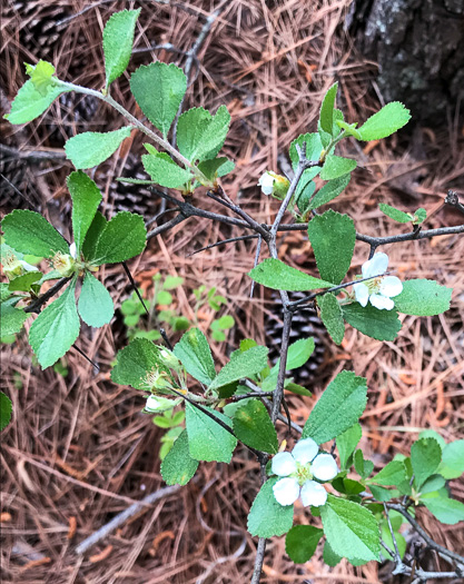 image of Crataegus munda × visenda and/or lancei ?, Travelers Rest Haw