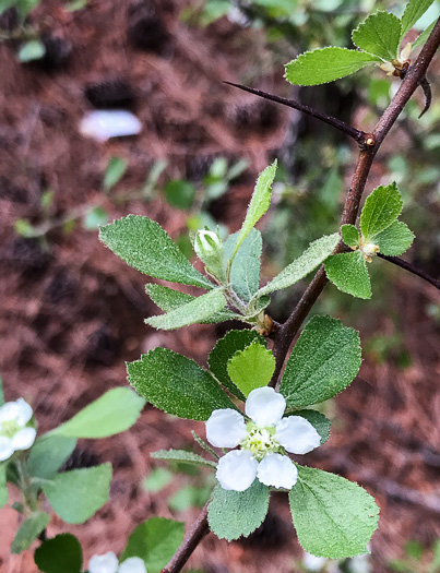 image of Crataegus munda × visenda and/or lancei ?, Travelers Rest Haw